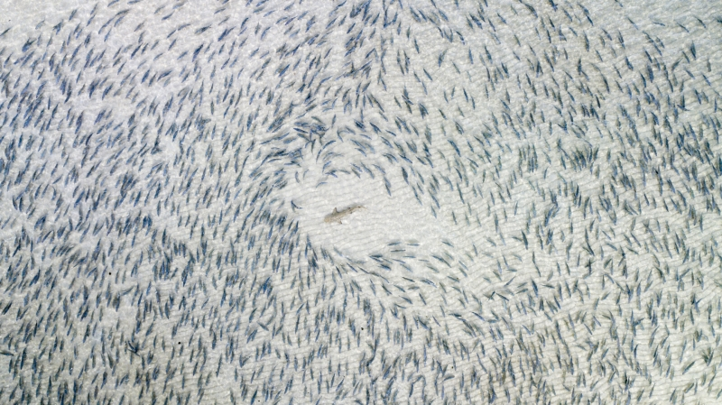 Illustration for article titled Las mejores fotos tomadas con drones del año son simplemente fascinantes